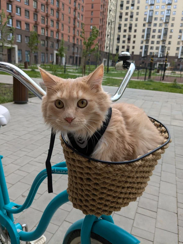 Велопрокат Томилино парк